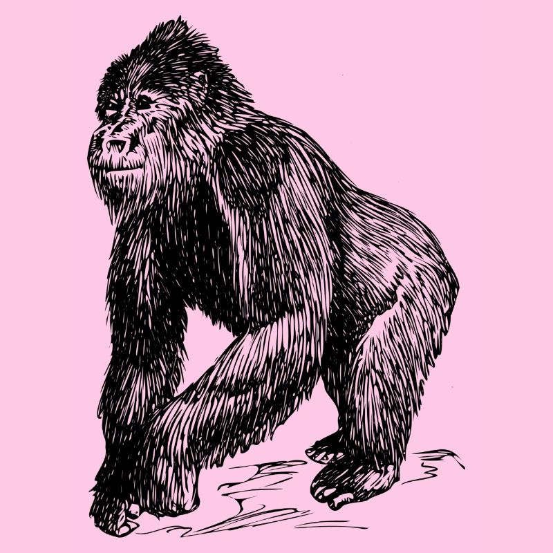 Monkey collection