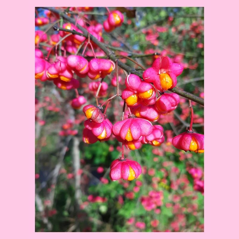 Spindle tree