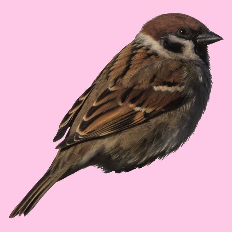 Spatz2
