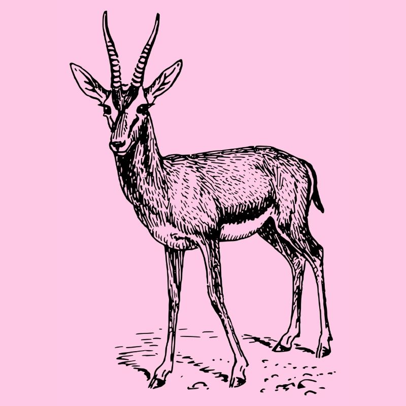 antilope antelope impala hartebeest kudu oryx papa