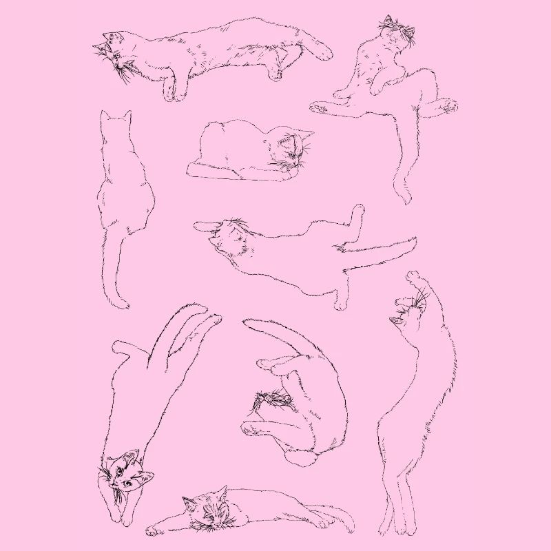Anatomie der Katze