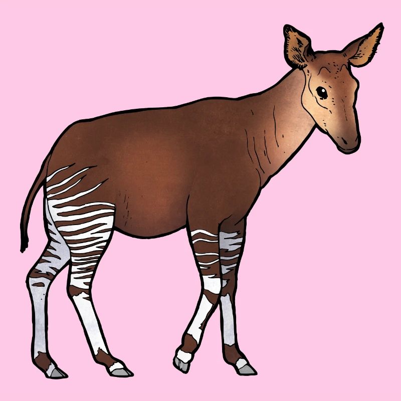 Okapi 02