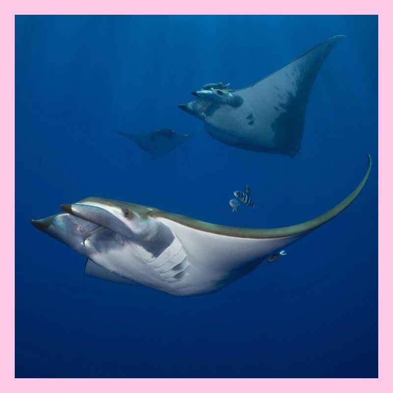 Mantas auf den Azoren
