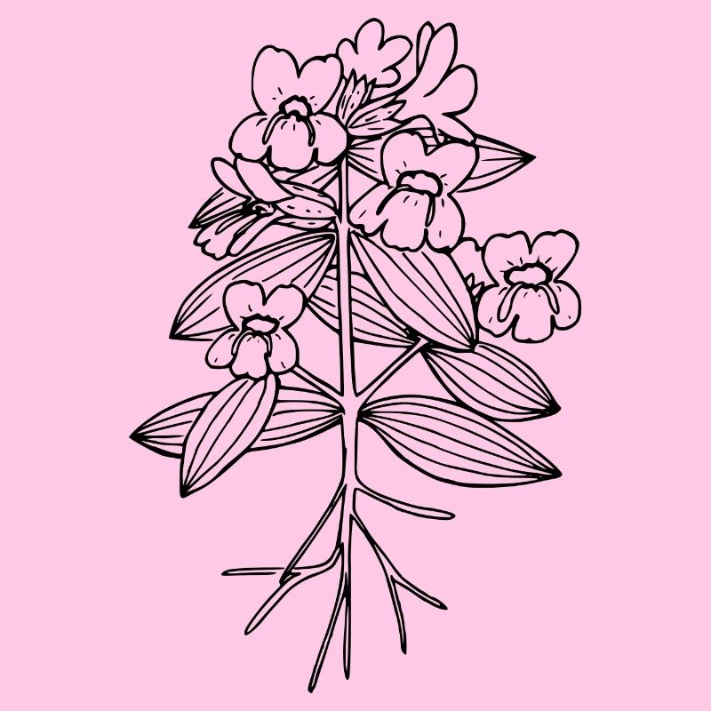 Cusick s monkeyflower