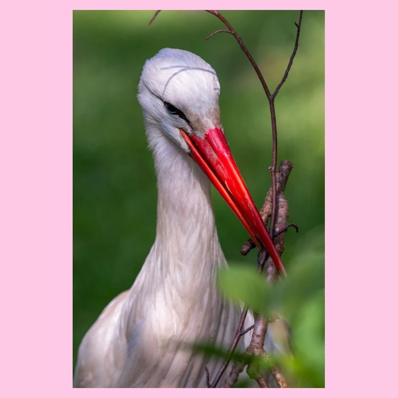 White stork (in german Weißstorch or Klapperstorch