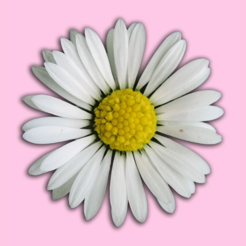 Gänseblümchen - Blume