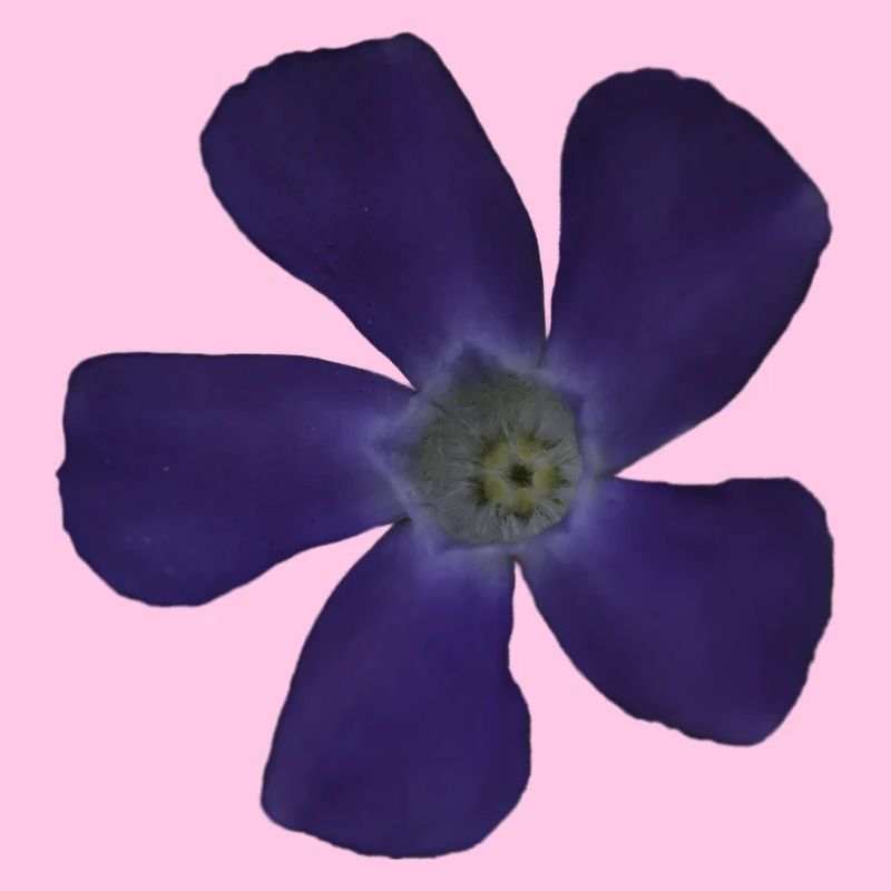 Fleur pourpre pervenche