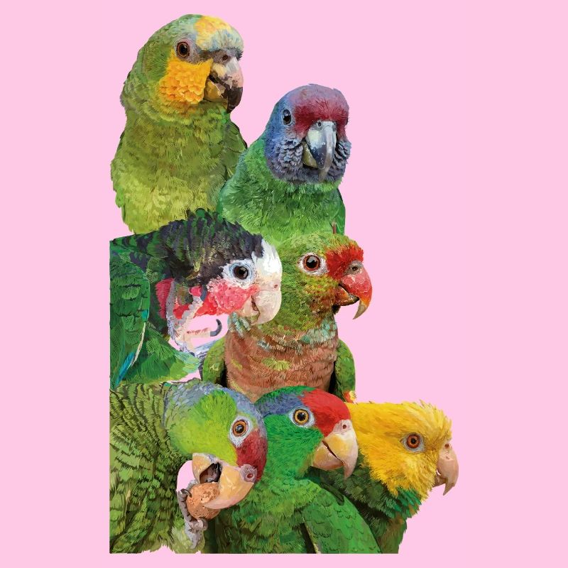 Perroquets d’Amazonie