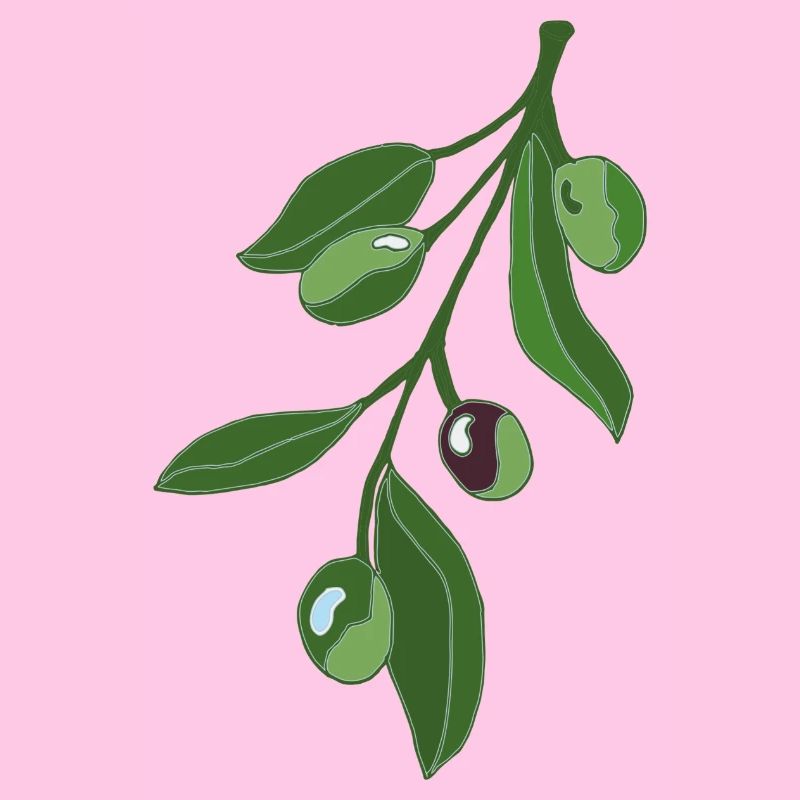 Olive Branch Botany Illustration