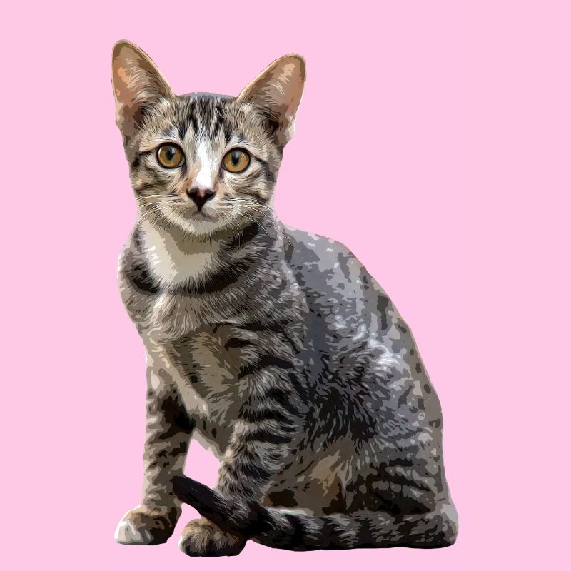 Chats Portrait vintage Chat Design de chat
