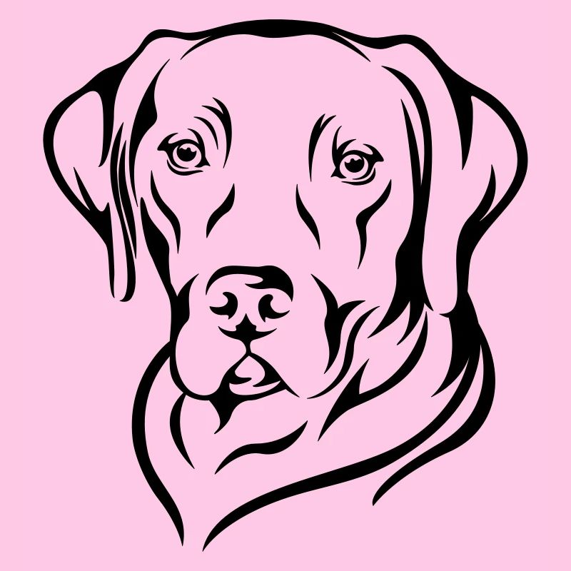 Labrador 2