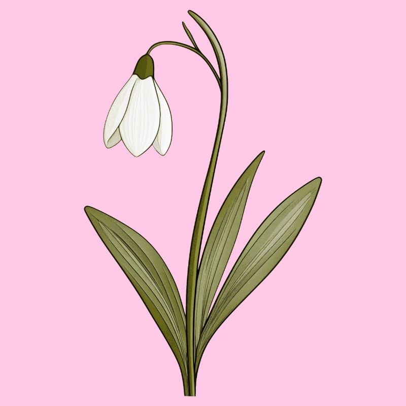 Snowdrop