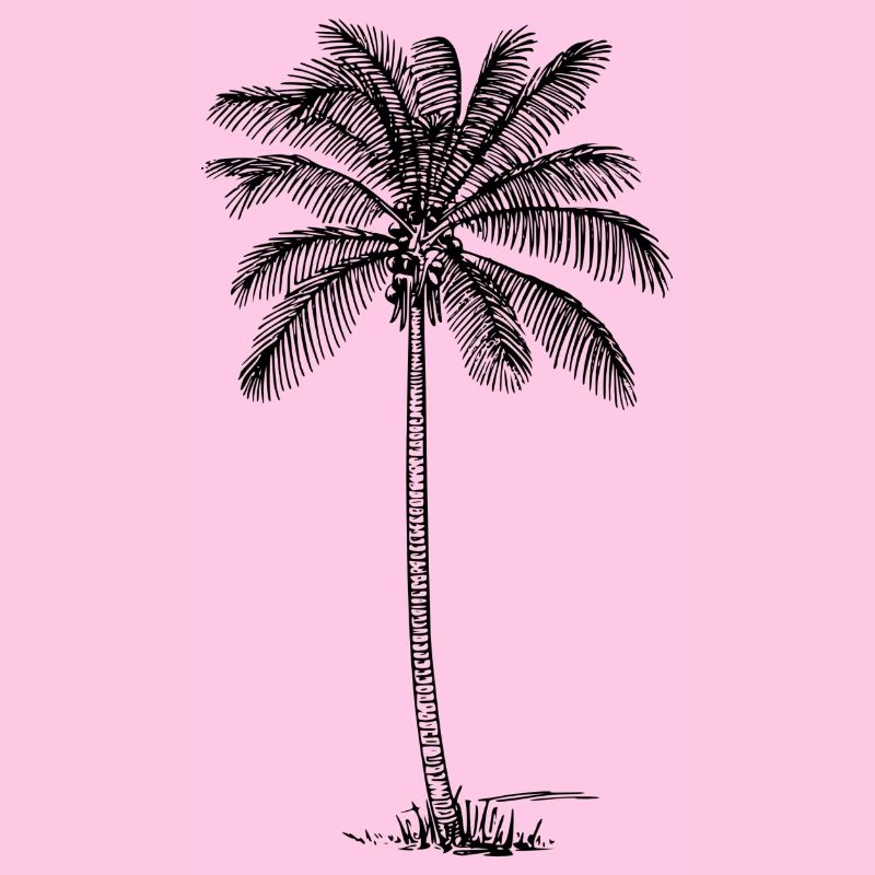 Palm tree