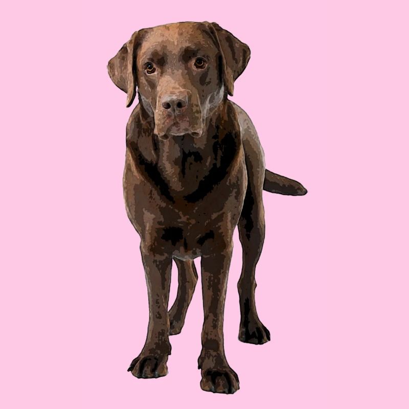 Brauner Labrador Comic Styl