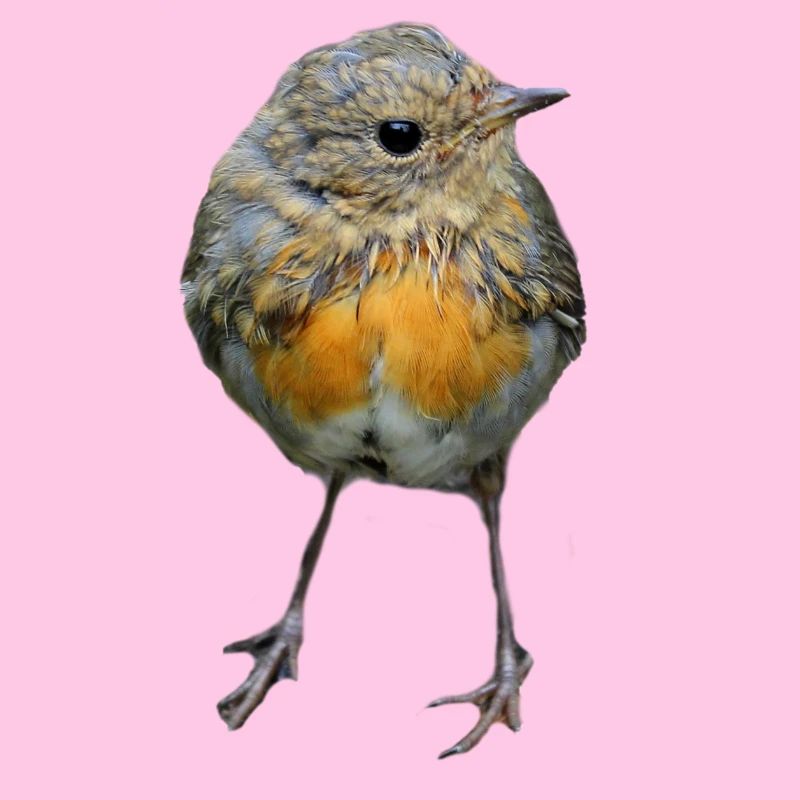 Vogel