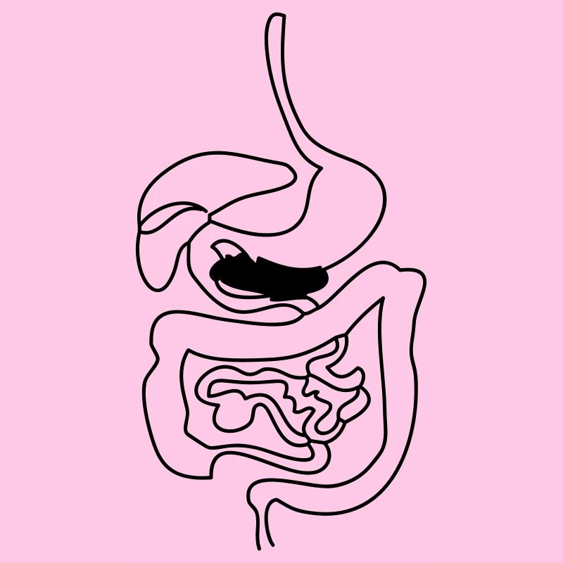 Digestive System