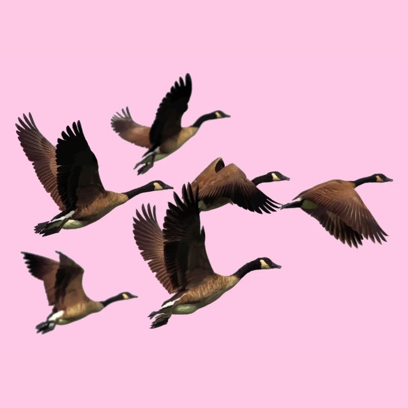 ducks