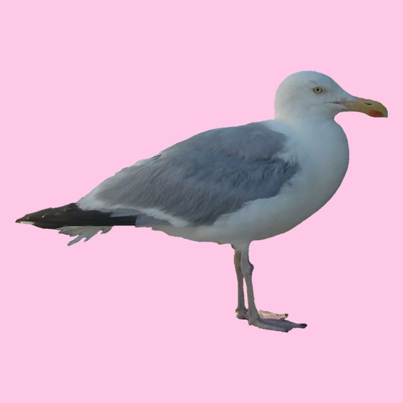 Gull