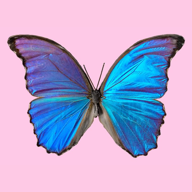 Papillon bleu