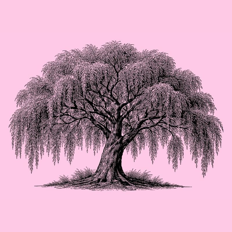 saule pleureur