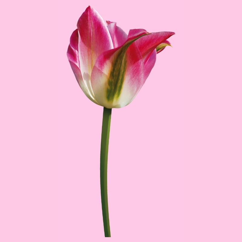 Tulips in spring