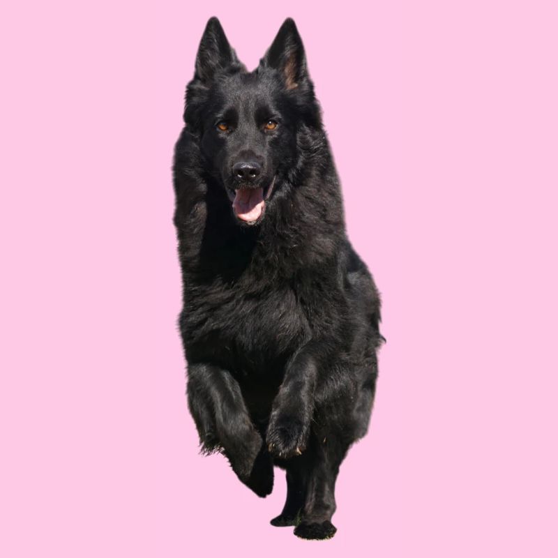 schwarzer Schäferhund Front