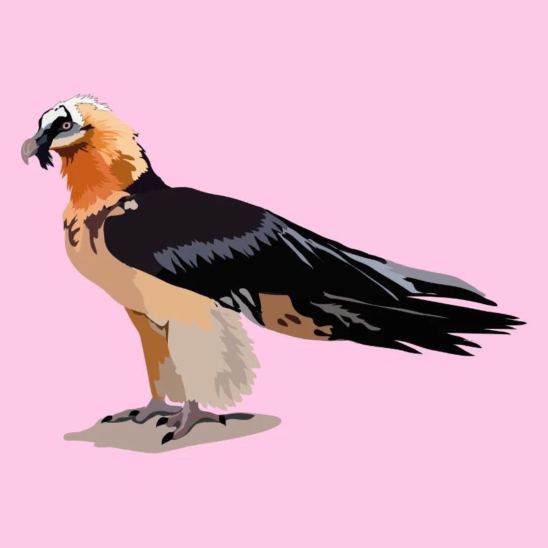 Bartgeier