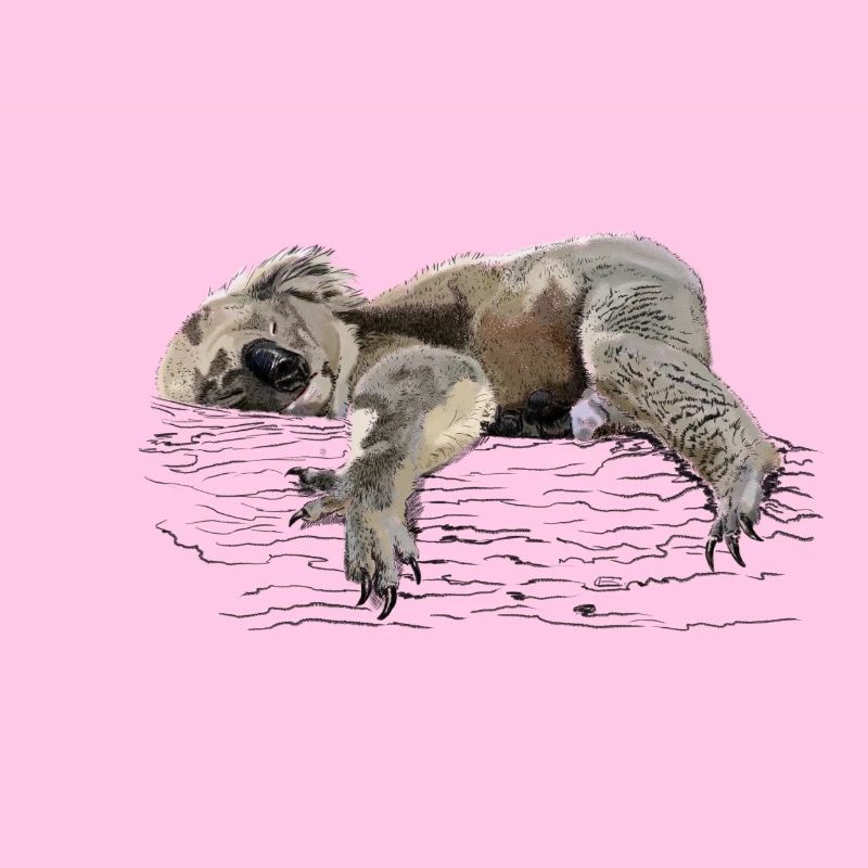 koala bear