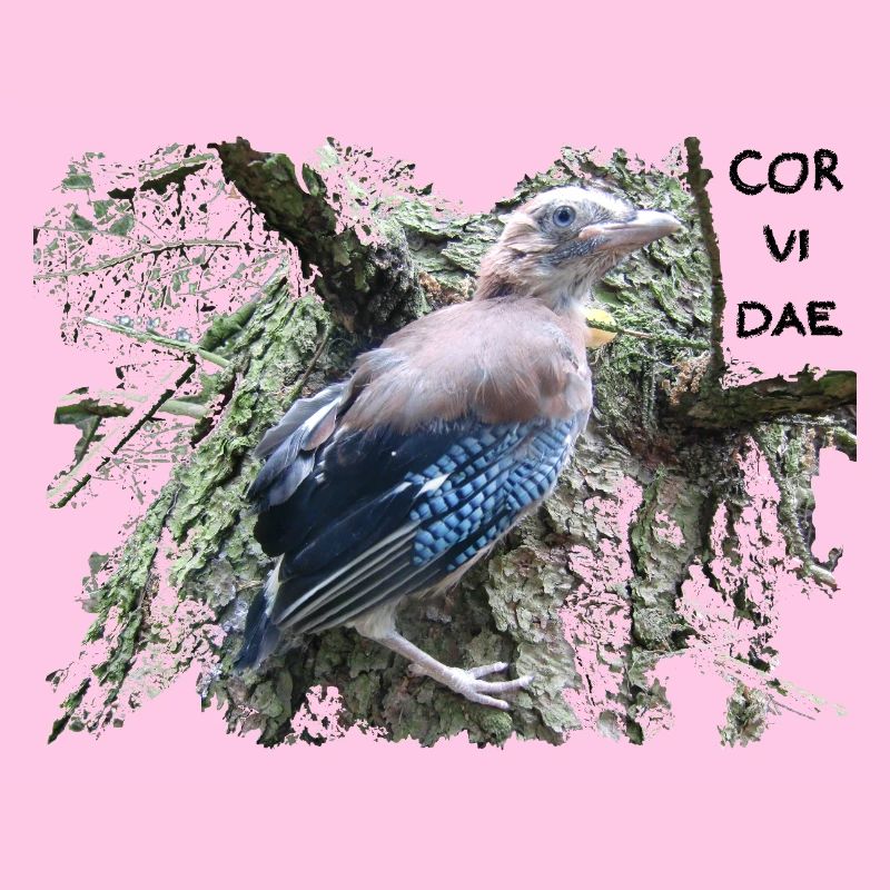 Jay Corvidae