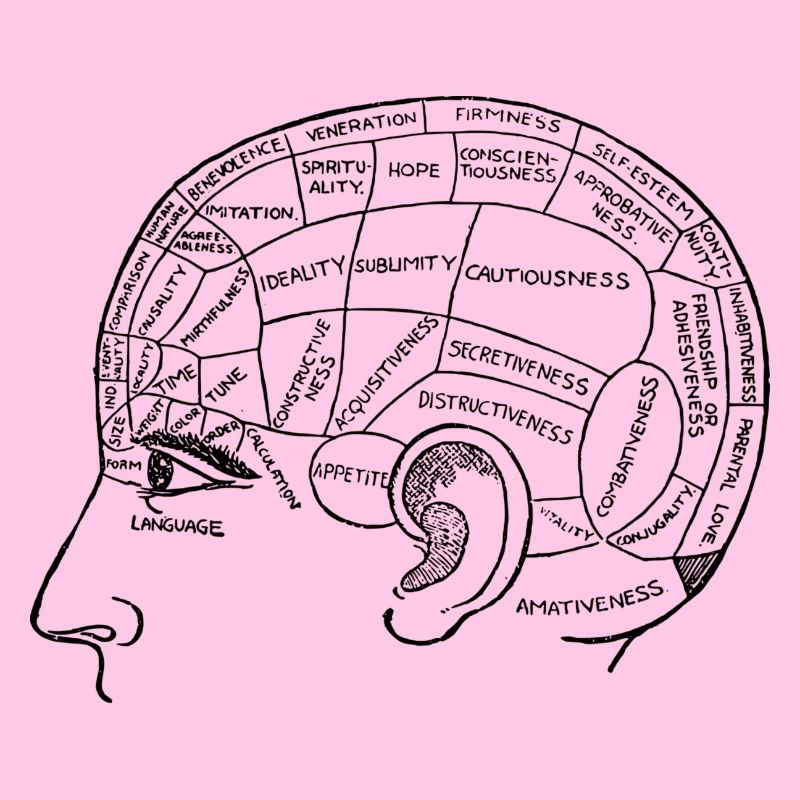 brain