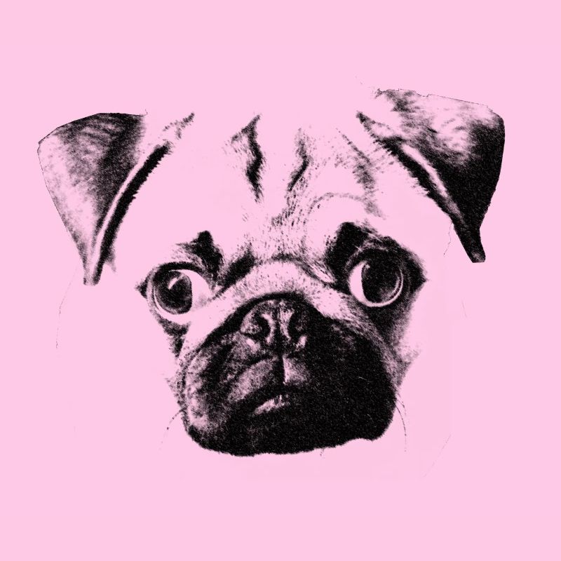 mopsgesicht