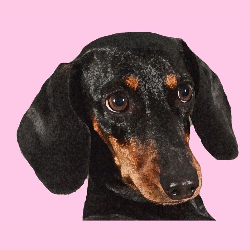 Dackel