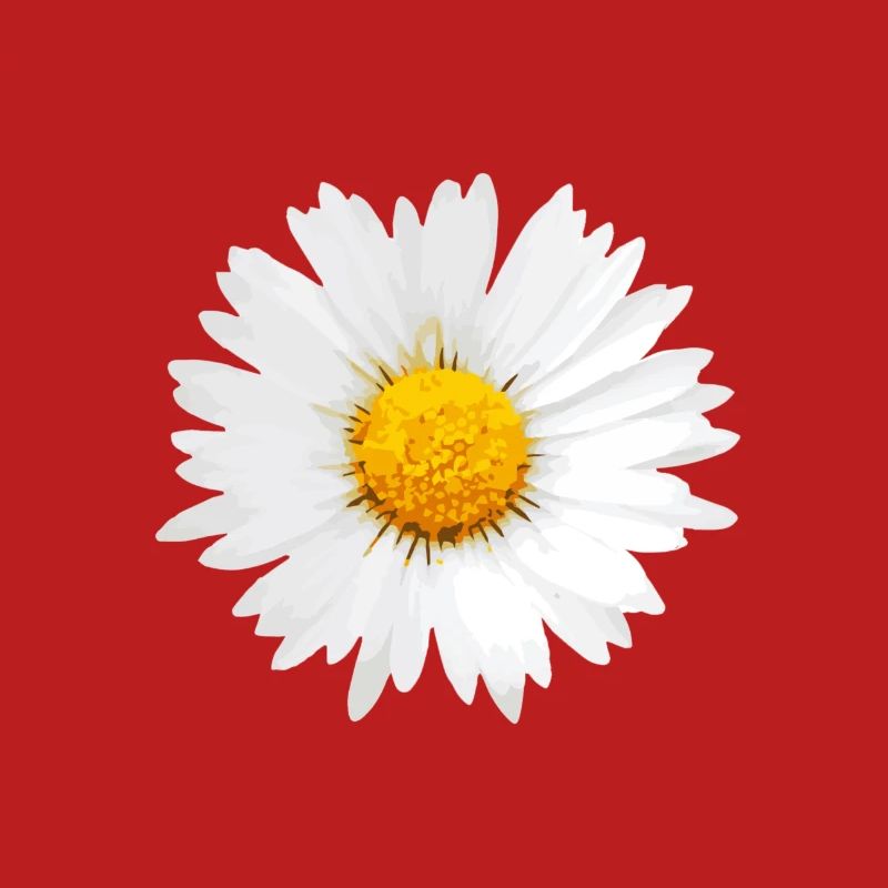 Gänseblümchen