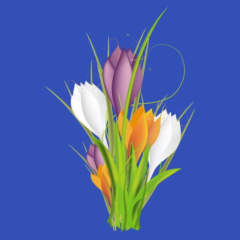 delicate brightly lit crocuses in spring