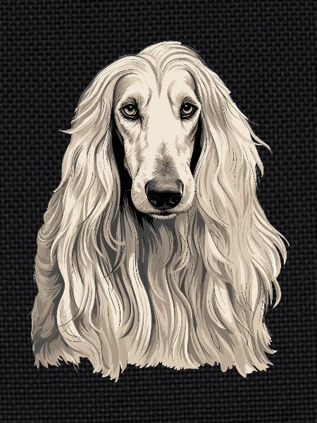 Dog Afghan Hound