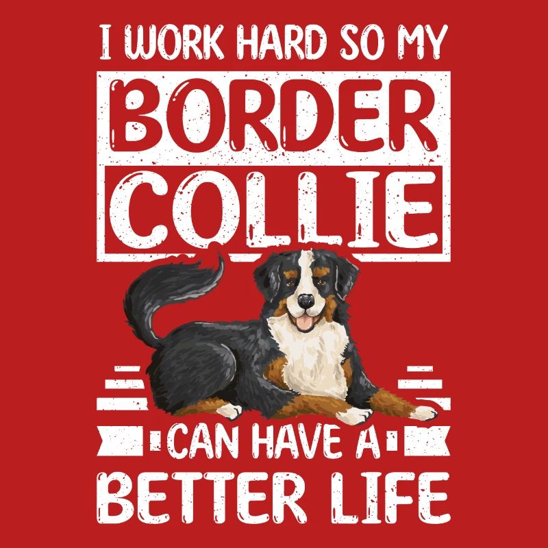 work hard border collie can have a better life
