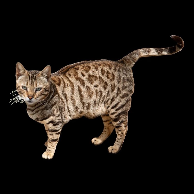 Eine Straßen Hauskatze die aussieht wie Leopard