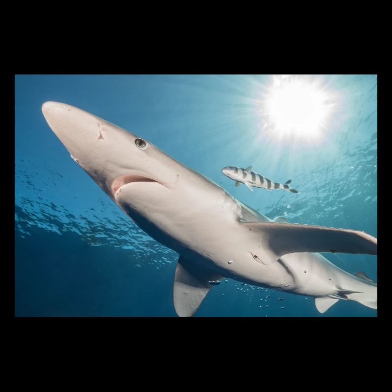 Requin des Açores