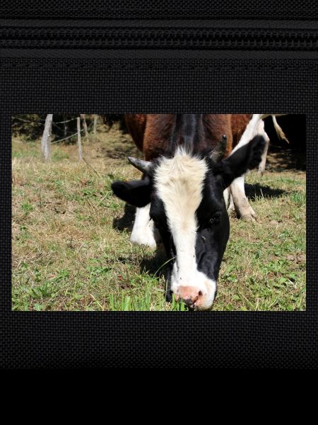 Affiche de vache