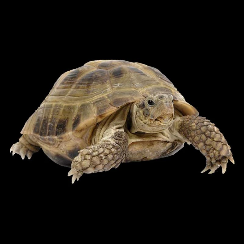 turtle schildkroete tiere animals7