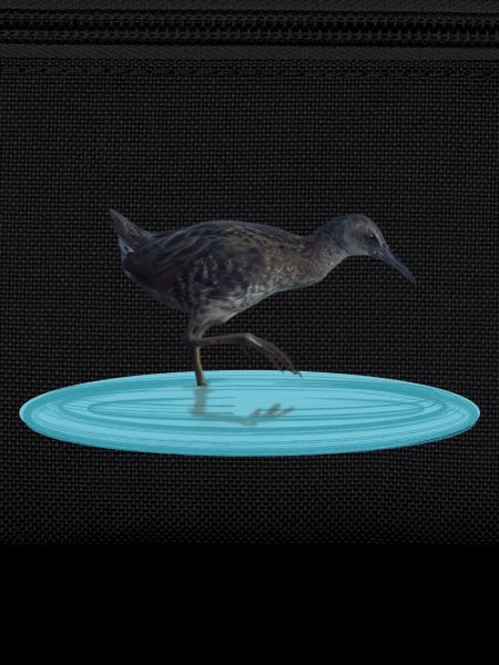 Water rail