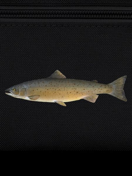 Salmon 2