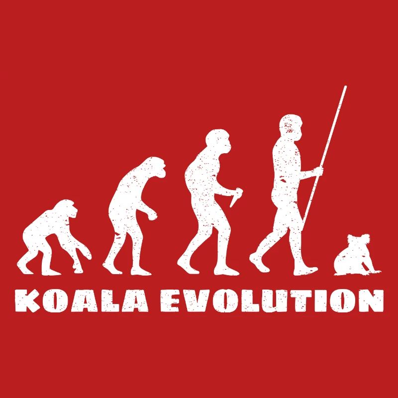Évolution du koala