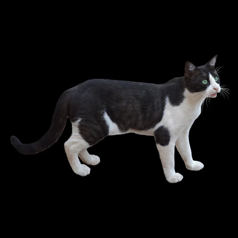 cat cat