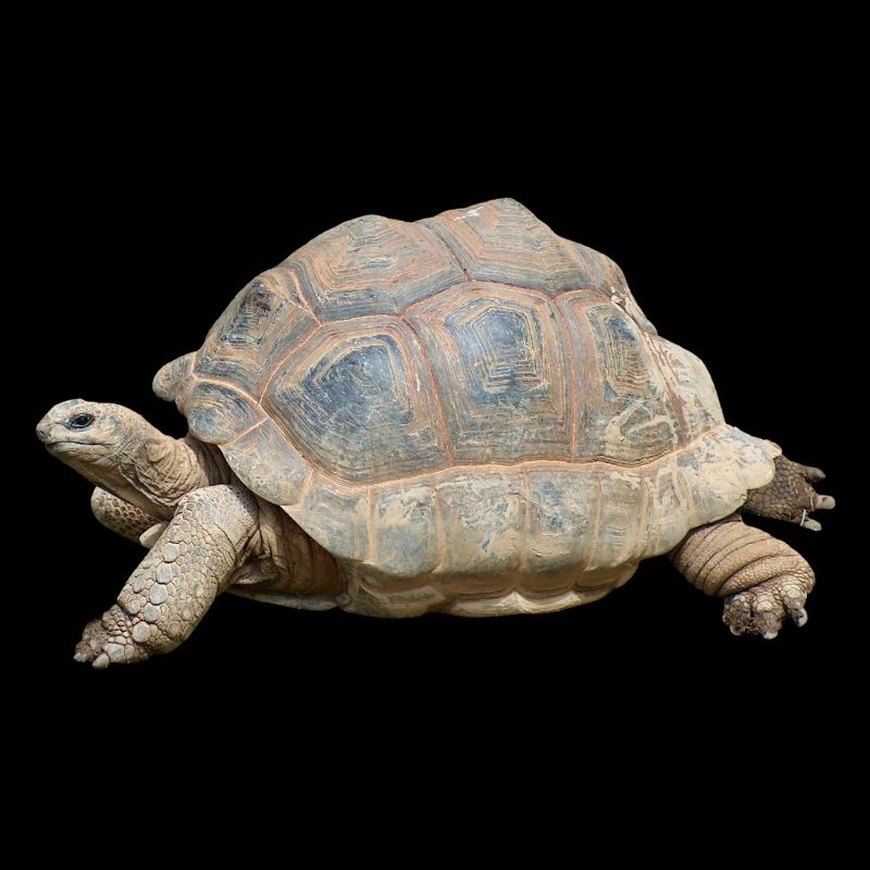 turtle schilkroete