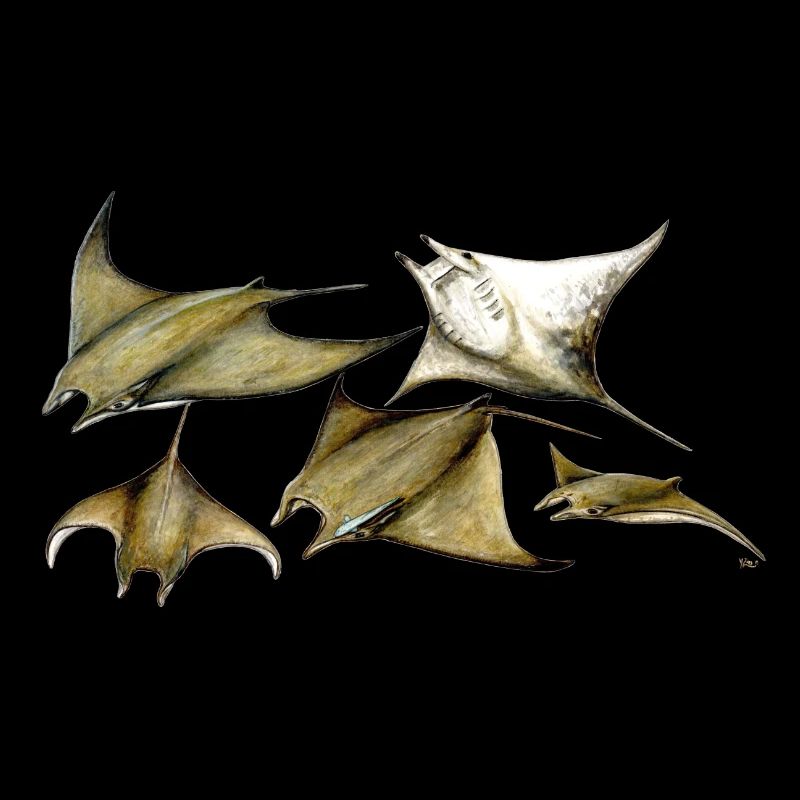 Tarapacana Mobula Stingray - Devil Fish - Raie