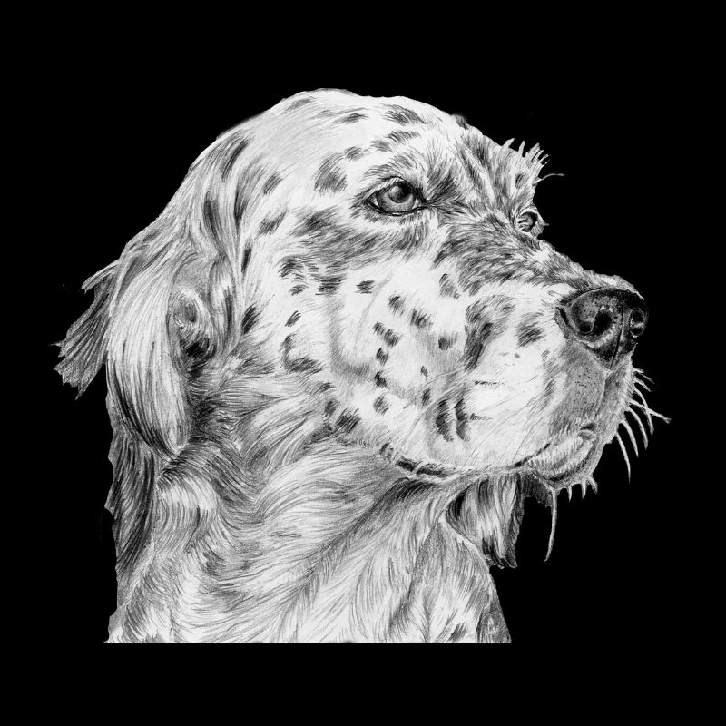 Setter anglais anglais