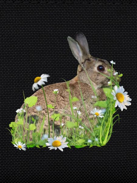 Rabbit White Flowers