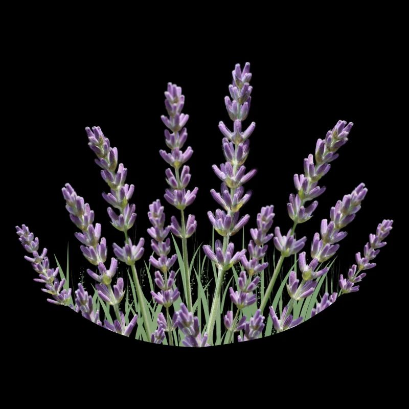 Lavender Straws Lavender