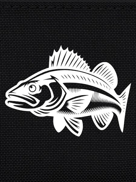 Schwimmender Zander Fisch